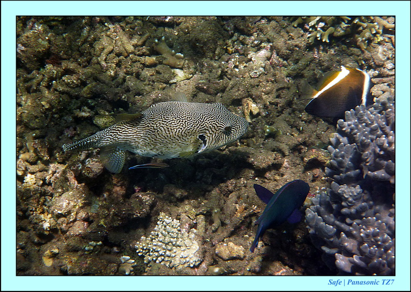 2012 - 07 - Dauin Sanctuary 24